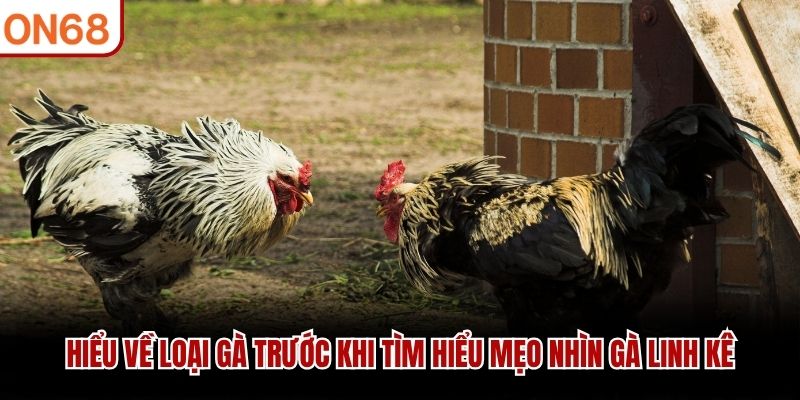Hiểu về loại gà trước khi tìm hiểu mẹo nhìn gà linh kê